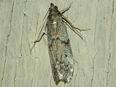 American Wax Moth